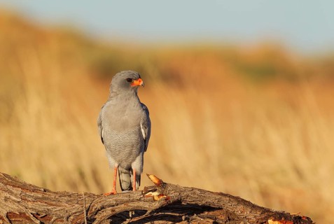 Pale-chanting Goshawk
