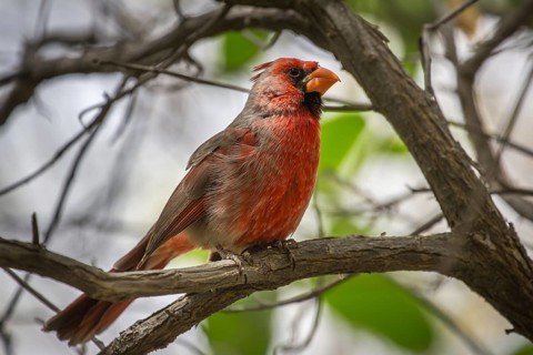 Northern cardinal