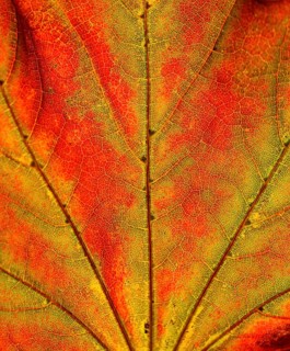 Maple