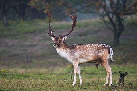 Fallow deer