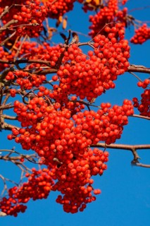 European rowan