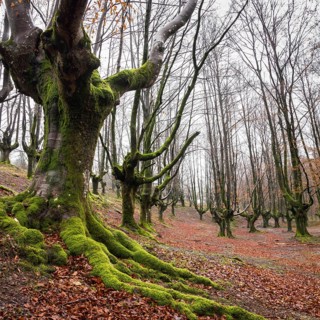 Gorbea Natural Park