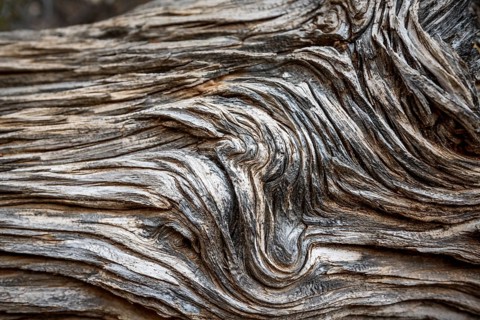 Deadwood