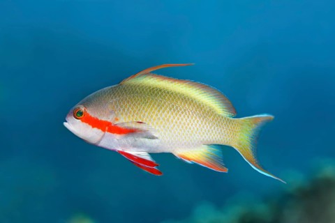 Threadfin anthias