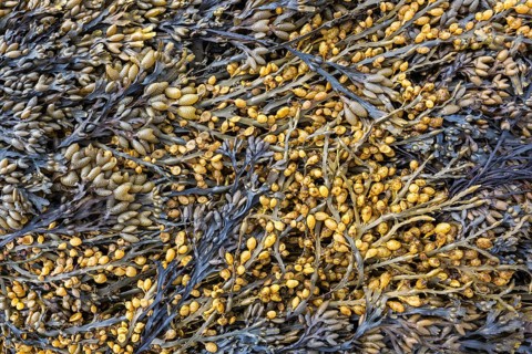 Bladder wrack