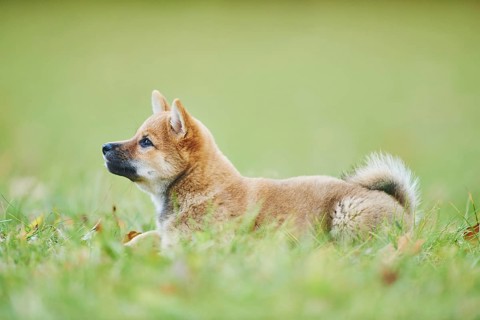 Shiba