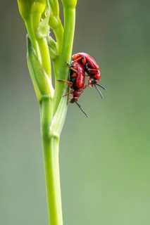 Scarlet lily beetle