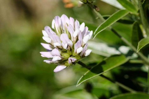 Flower of Arabian pea