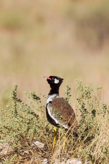 Northern Black Korhaan