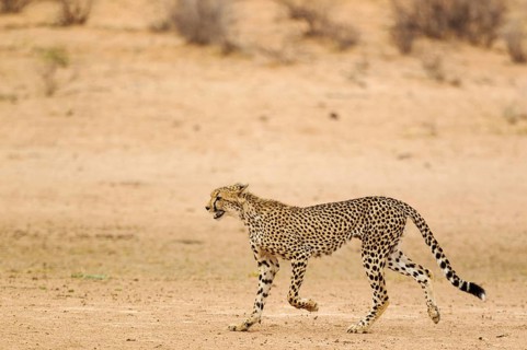 Cheetah