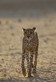 Cheetah