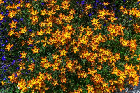 Flowering bur-marigold