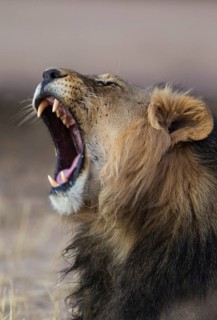 Black-maned lion