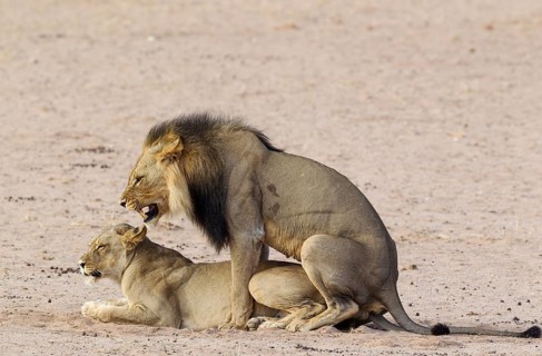 Black-maned lions