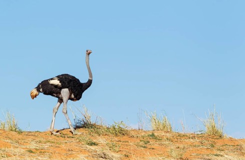 Ostrich