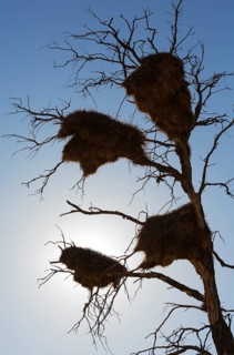 Large communal nests of Sociable Weavers