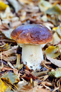 King bolete