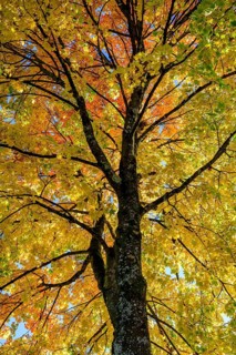 Maple