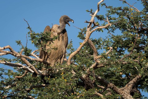 Cape griffon