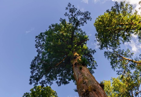 Cryptomeria japonica