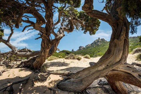 Ancient Phoenicean Junipers