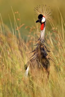 Gray crowned-cranes