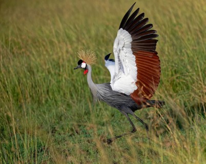 Gray crowned-cranes