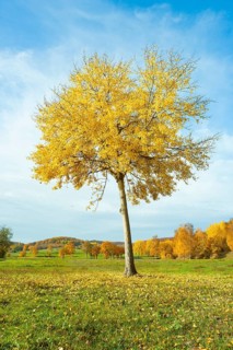 Common aspen