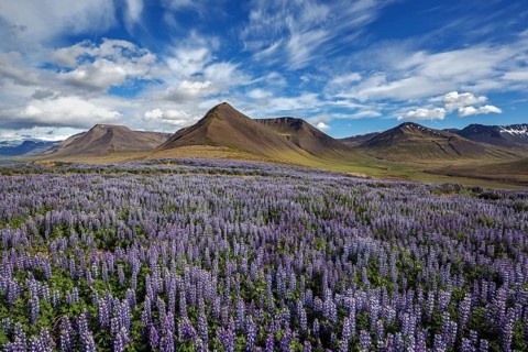 Blue flowering Nootka lupins