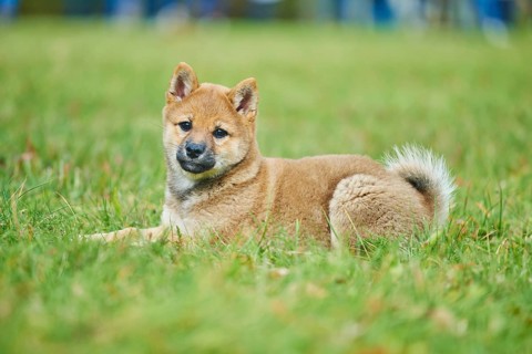 Shiba