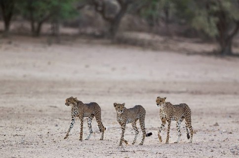 Cheetahs