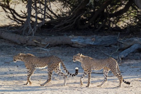 Cheetahs