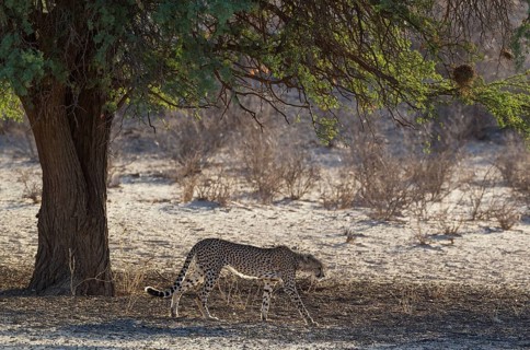 Cheetah