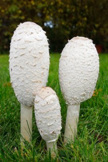 Shaggy ink caps
