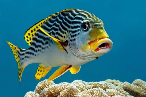 Oriental sweetlips