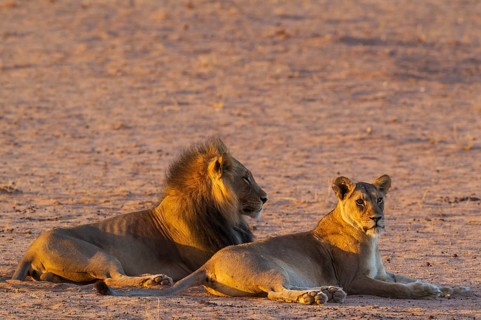 Black-maned lions
