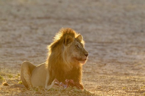 Black-maned lion