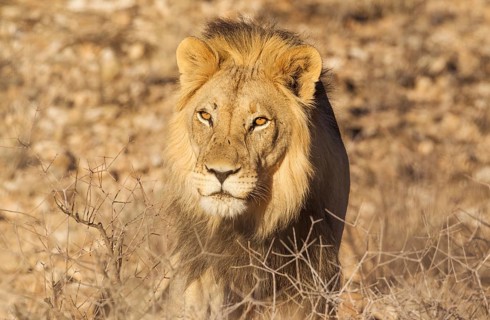 Black-maned lion