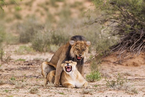 Black-maned lions