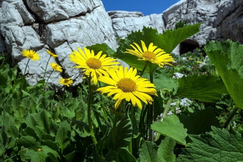 Doronicum grandiflorum