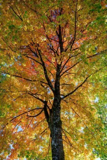Maple