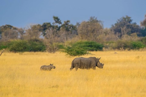 White rhinoceros