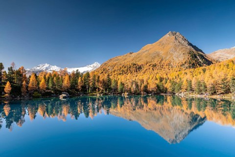 Autumn larch forest reflected in Lago di Saoseao