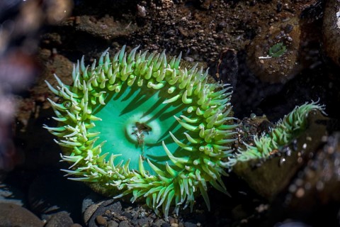 Tide pool with Giant Green Sea Anemone