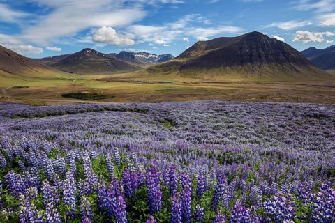Blue flowering Nootka lupins