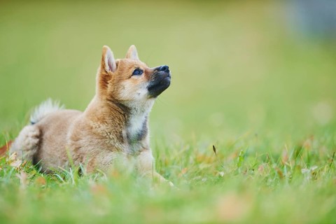 Shiba