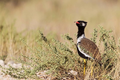 Northern Black Korhaan