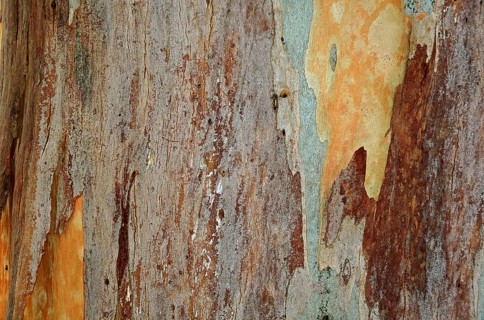 Bark of a Eucalyptus
