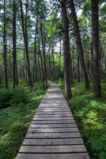 Wooden walkway through light coniferous forest in Kejimkujik National Park