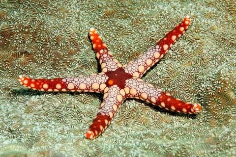 Necklace Sea Star